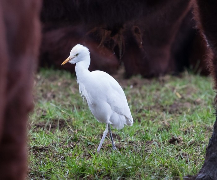 Cattle Egret