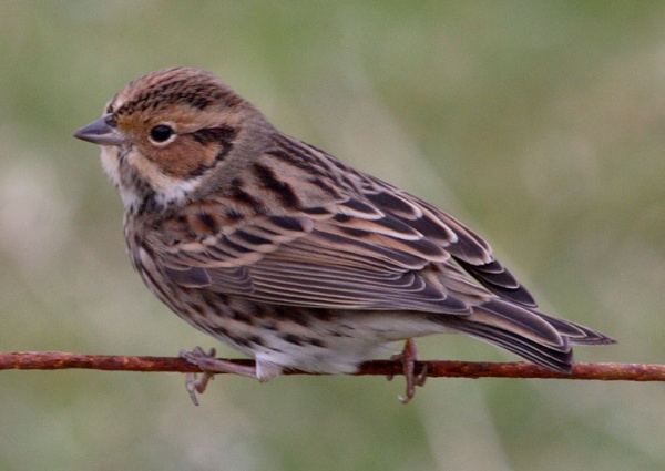 Little Bunting