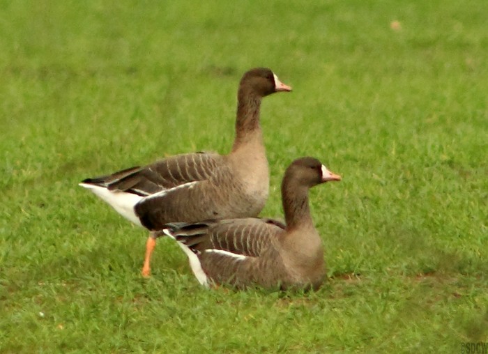 Russian White-fronted Goose