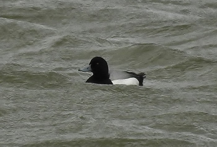 Scaup