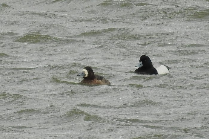 Scaup