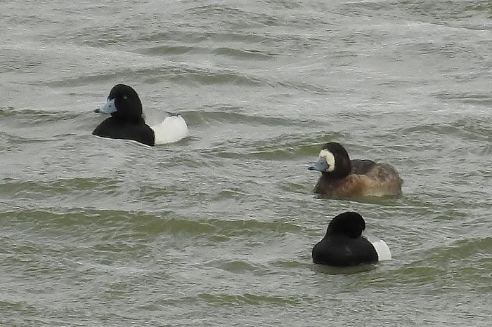scaup