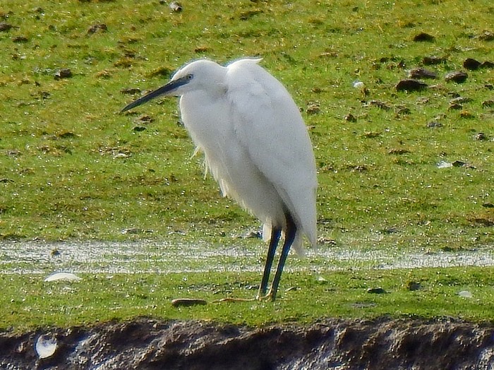 Little Egret