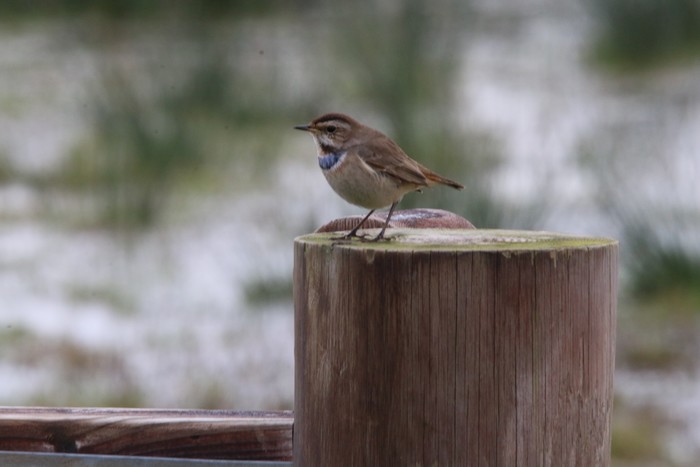 Bluethroat