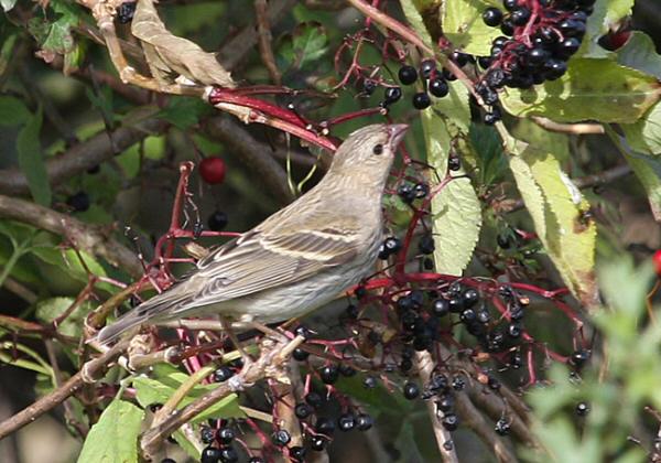 Common Rosefinch