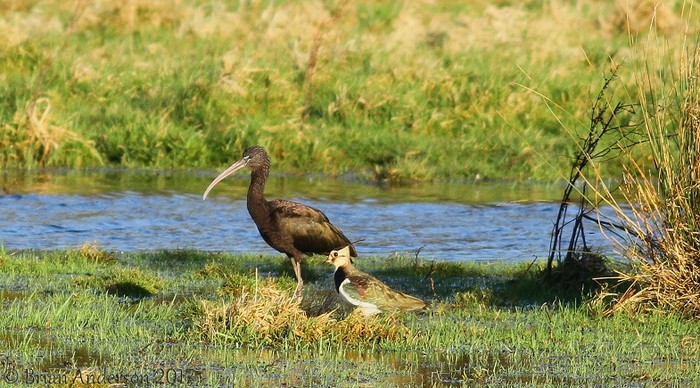 Glossy Ibis