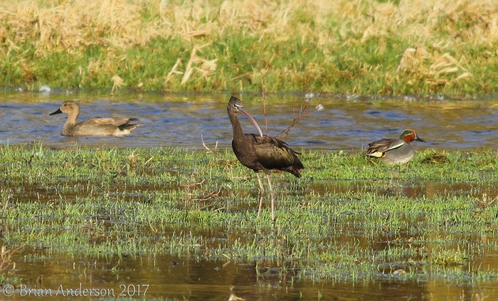Glossy Ibis