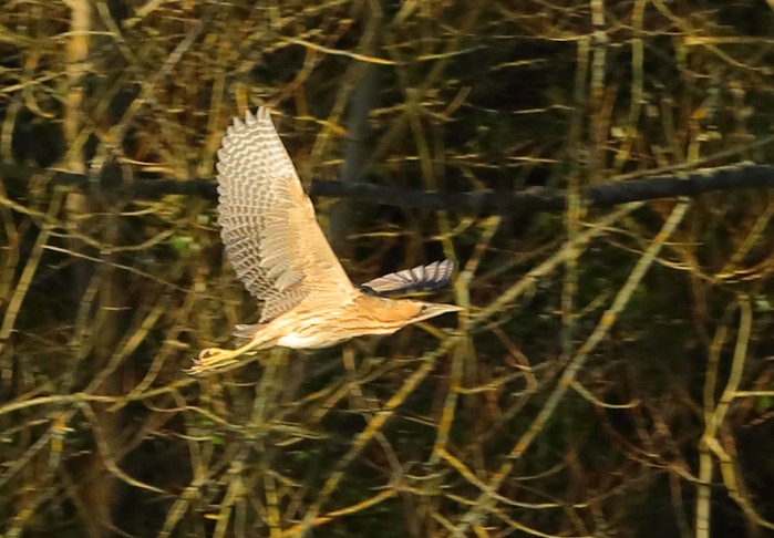 Bittern