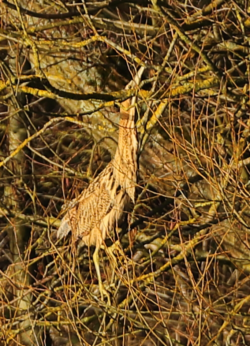 Bittern