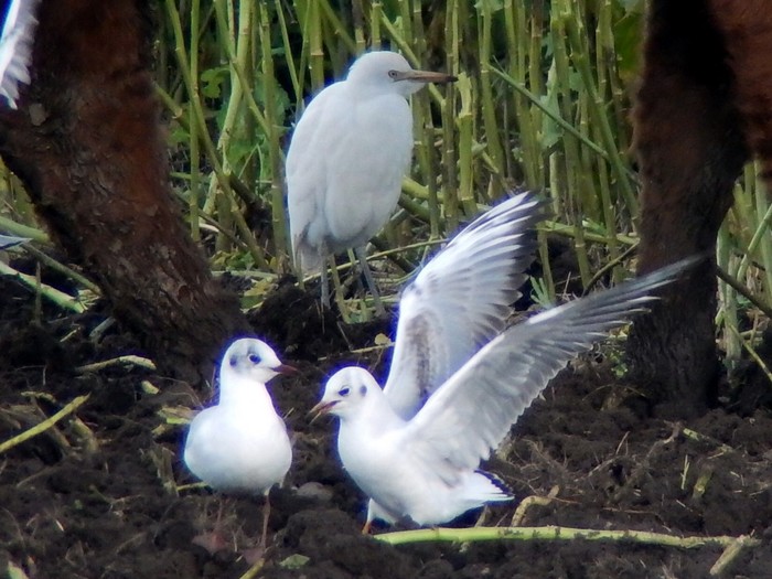 Cattle Egret