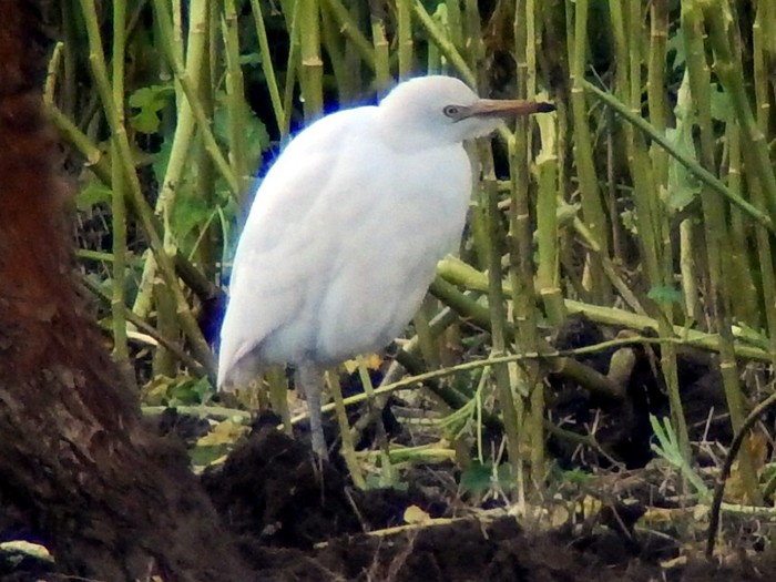 Cattle Egret