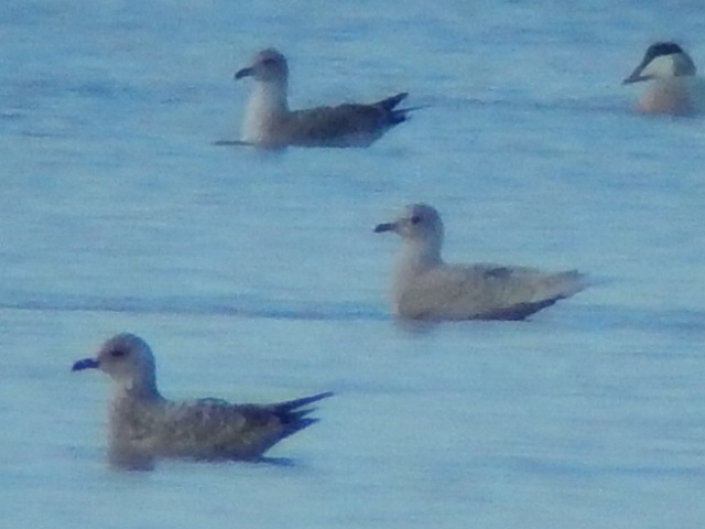 Iceland Gull