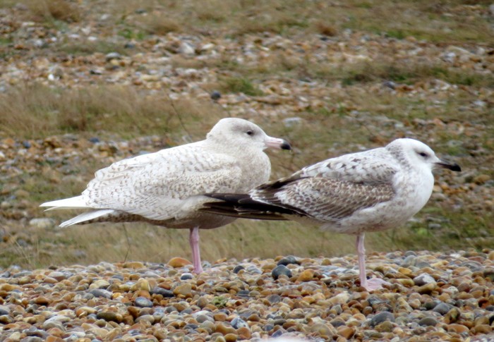 Glaucous Gull