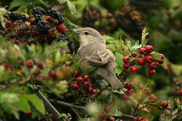Barred Warbler