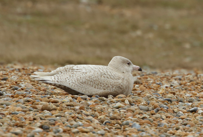 Glaucous Gull