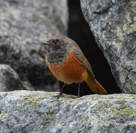 Eastern Black Redstart