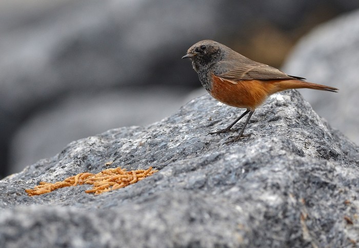 Eastern Black Redstart