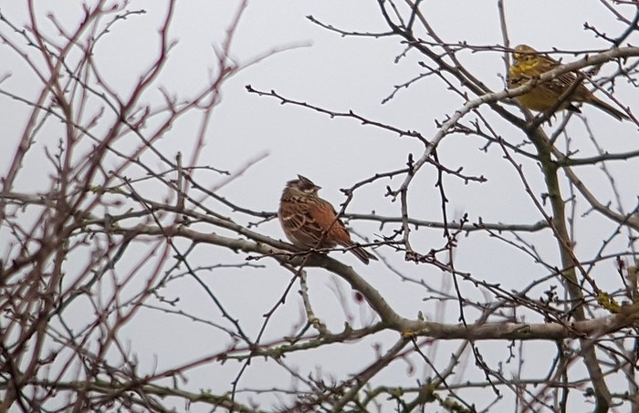 Pine Bunting