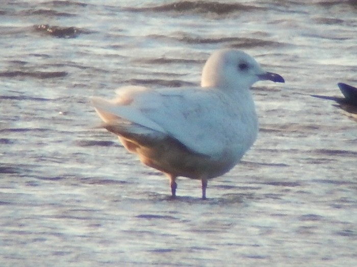 Iceland Gull