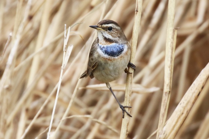 Bluethroat