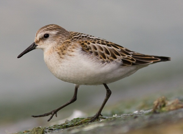 Little Stint