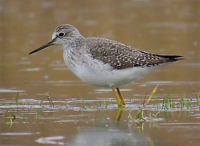 Lesser Yellowlegs