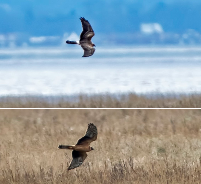Pallid Harrier