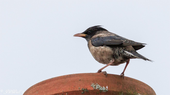 Rose-coloured Starling