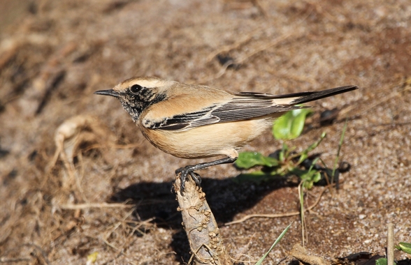 Desert Wheatear