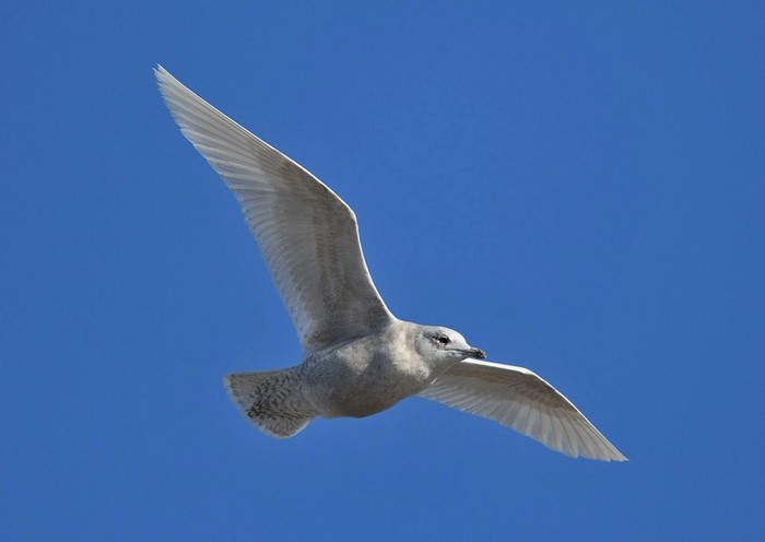 Iceland Gull