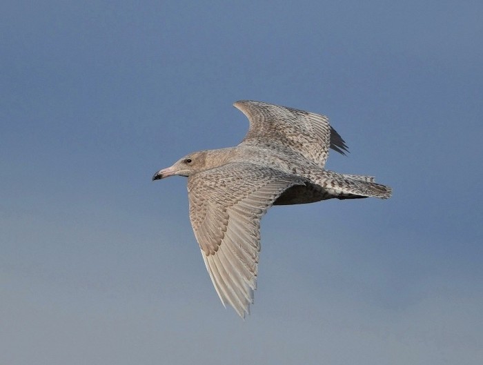 Glaucous Gull