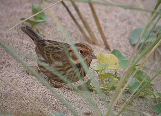 Little Bunting