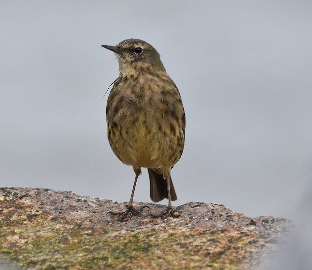 Scandinavian Rock Pipit