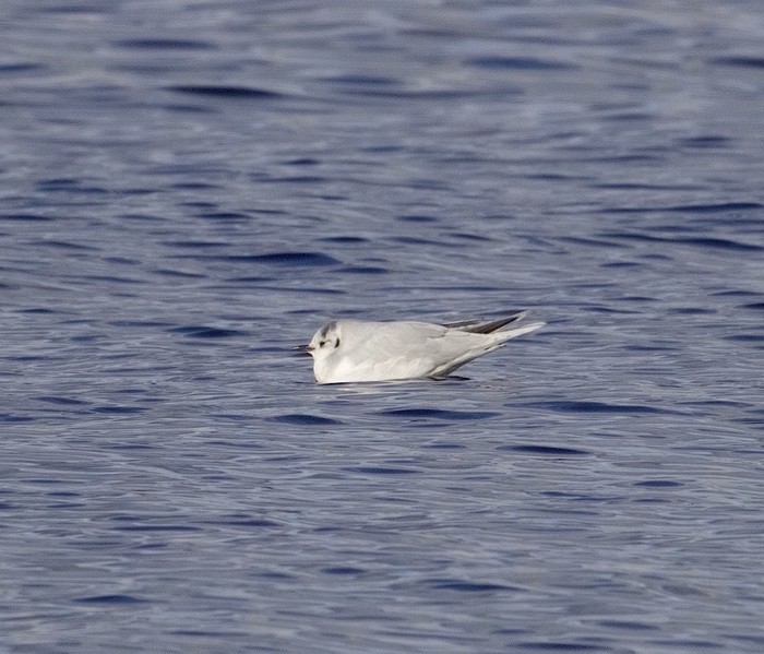 Little Gull