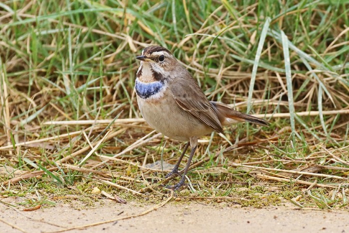 Bluethroat