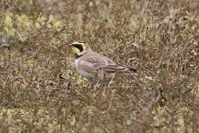 Shorelark