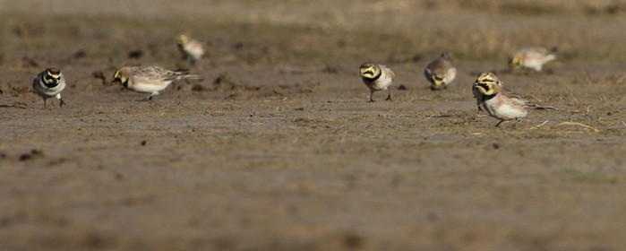 Shorelark