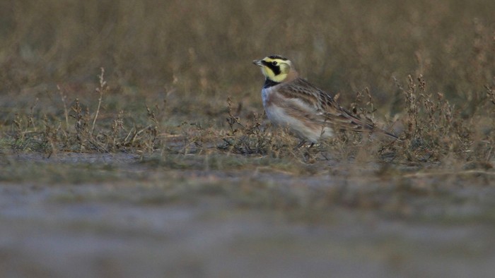 Shorelark