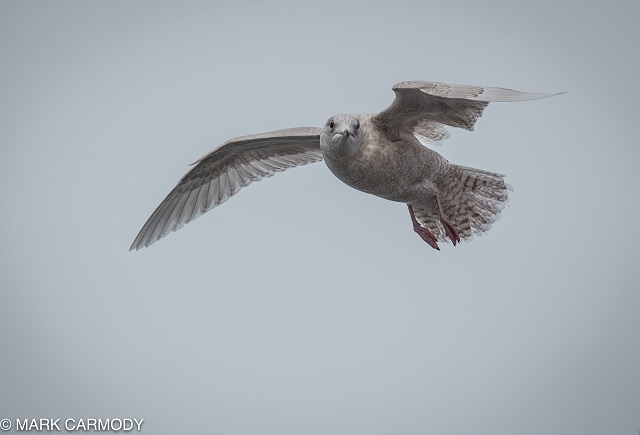 Iceland Gull