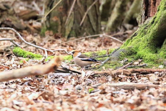 Hawfinch