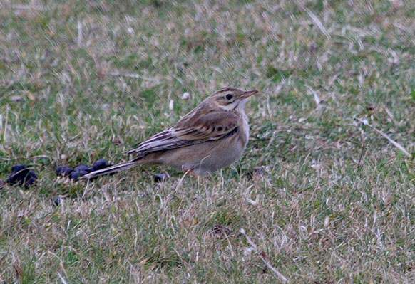 Richard's Pipit