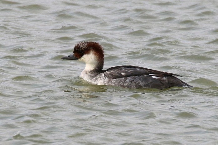 Smew