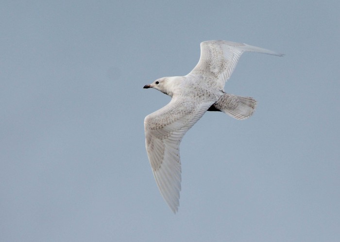 Iceland Gull