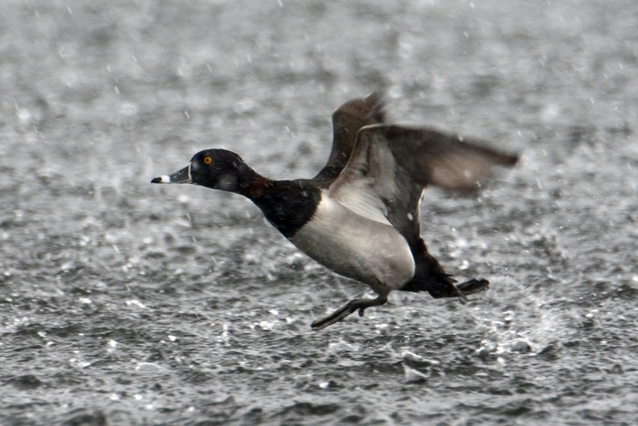 Ring-necked Duck
