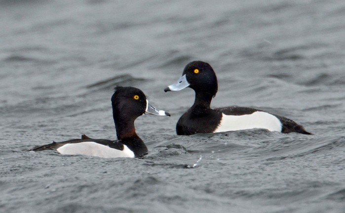 Ring-necked Duck