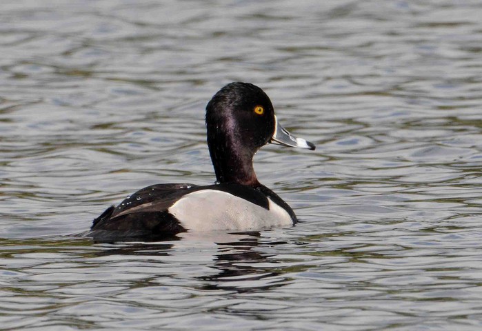 Ring-necked Duck