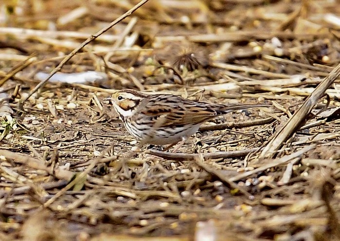 Little Bunting