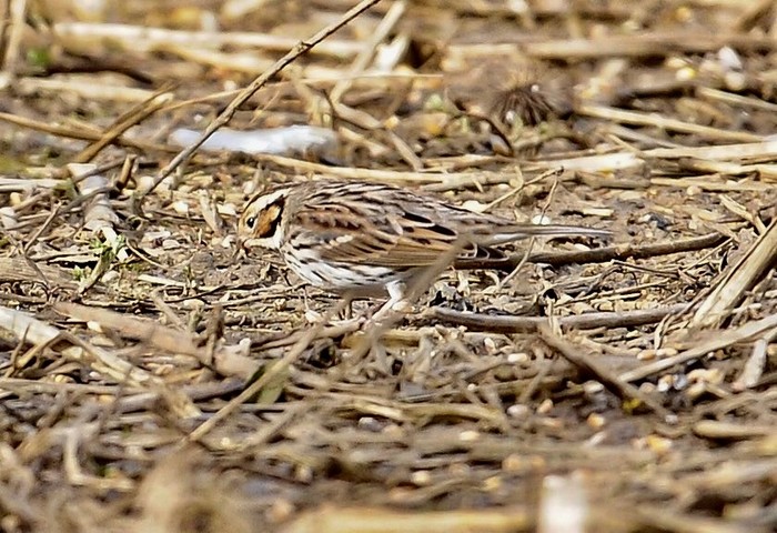Little Bunting