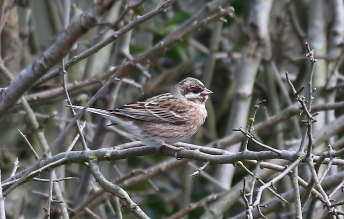 Pine Bunting