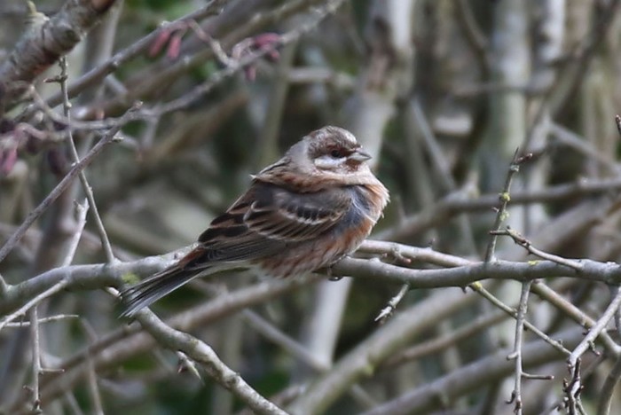 Pine Bunting